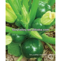 Round Summer Squash Seeds/Zucchini Seeds For Sale